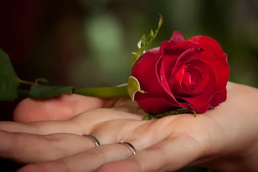 elegancka pojedyncza czerwona róża w dłoni