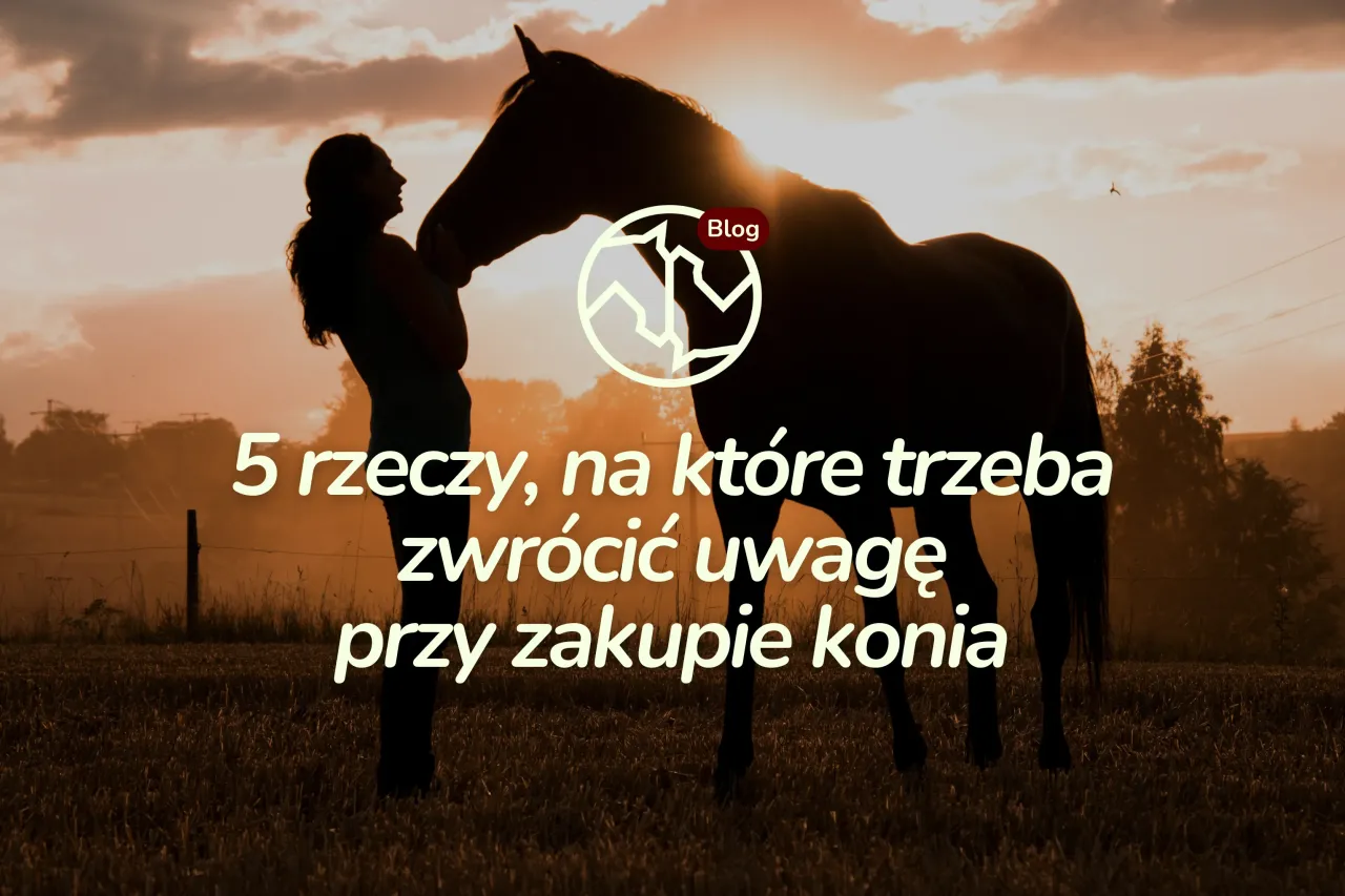 Jak ocenić konia przed zakupem