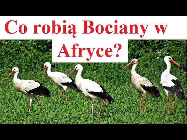 bociany białe w stadzie w Afryce