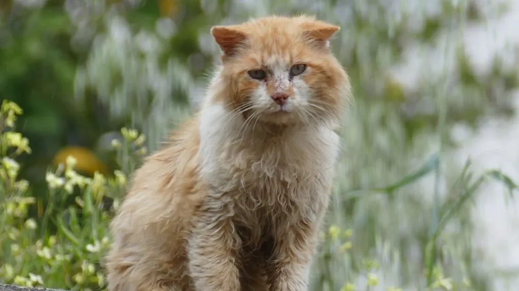 Kot z problemami z sierścią, matowa sierść, łyse placki