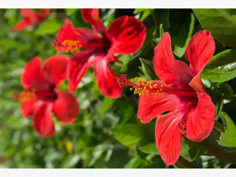 hibiskus syryjski vs ketmia szczawiowa