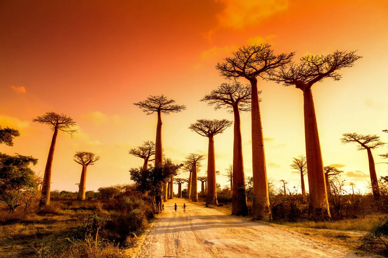 Aleja Baobabów Madagaskar zachód słońca