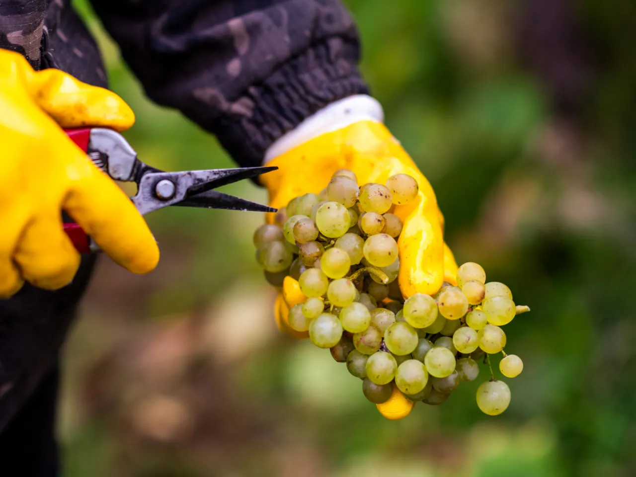 Ręce w ż&oacute;łtych rękawiczkach z nożycami do przycinania kiści winogron. Idealny czas, kiedy zbierać winogrona ogrodowe.