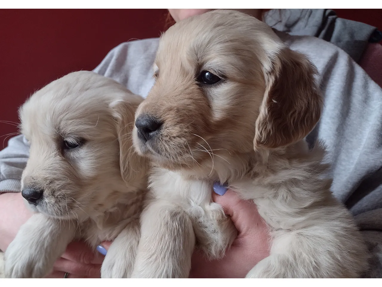 Golden Retriever szczeniak z matką w hodowli