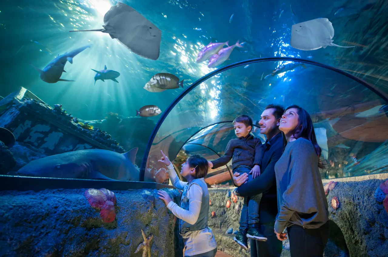 SEA LIFE Aquarium Unterwassertunnel mit Haien und Rochen