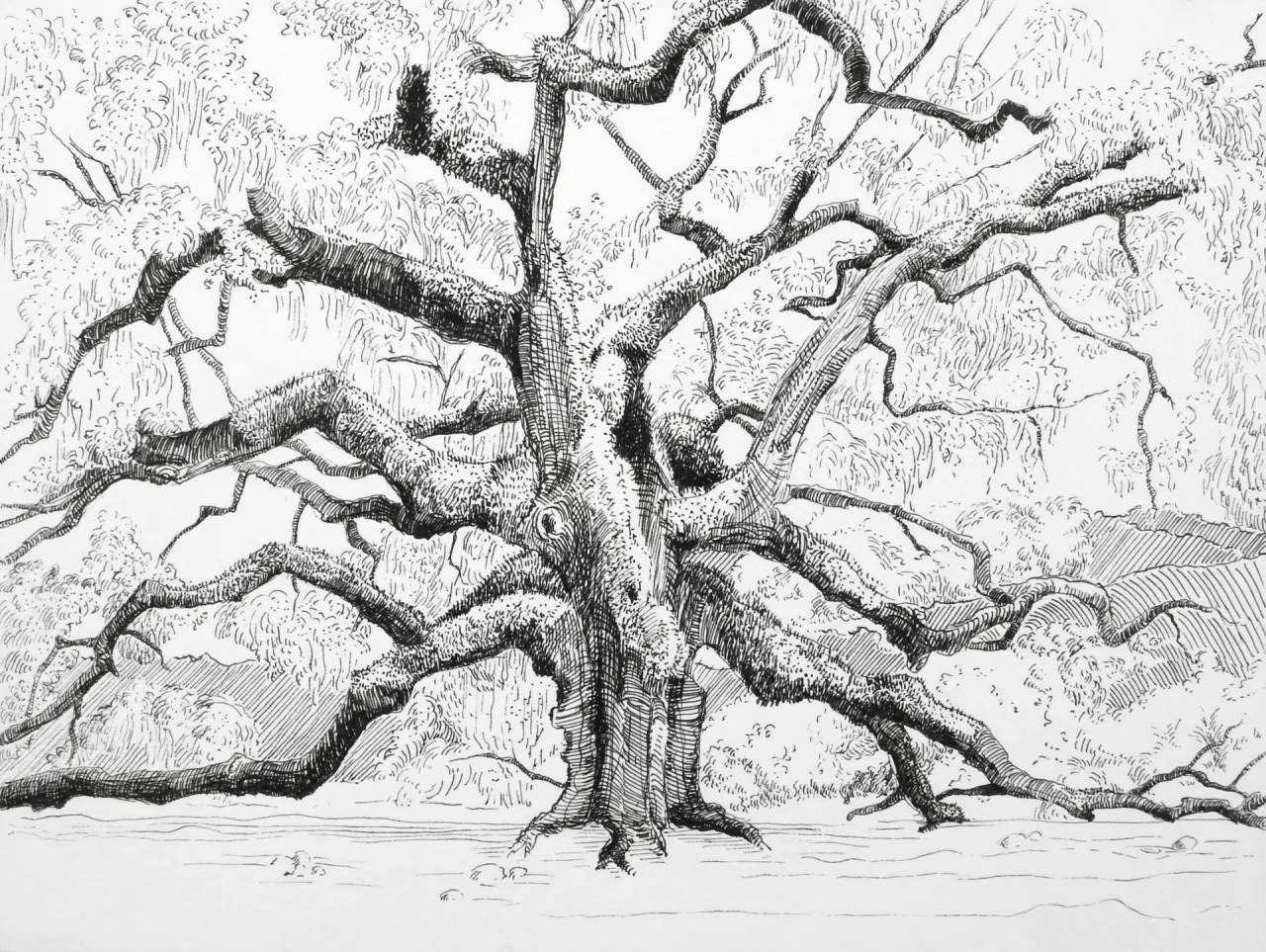 Dąb Dewajtis ilustracja