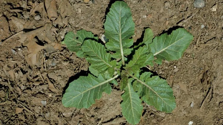 rzodkiew świrzepa siewka liście kwiaty