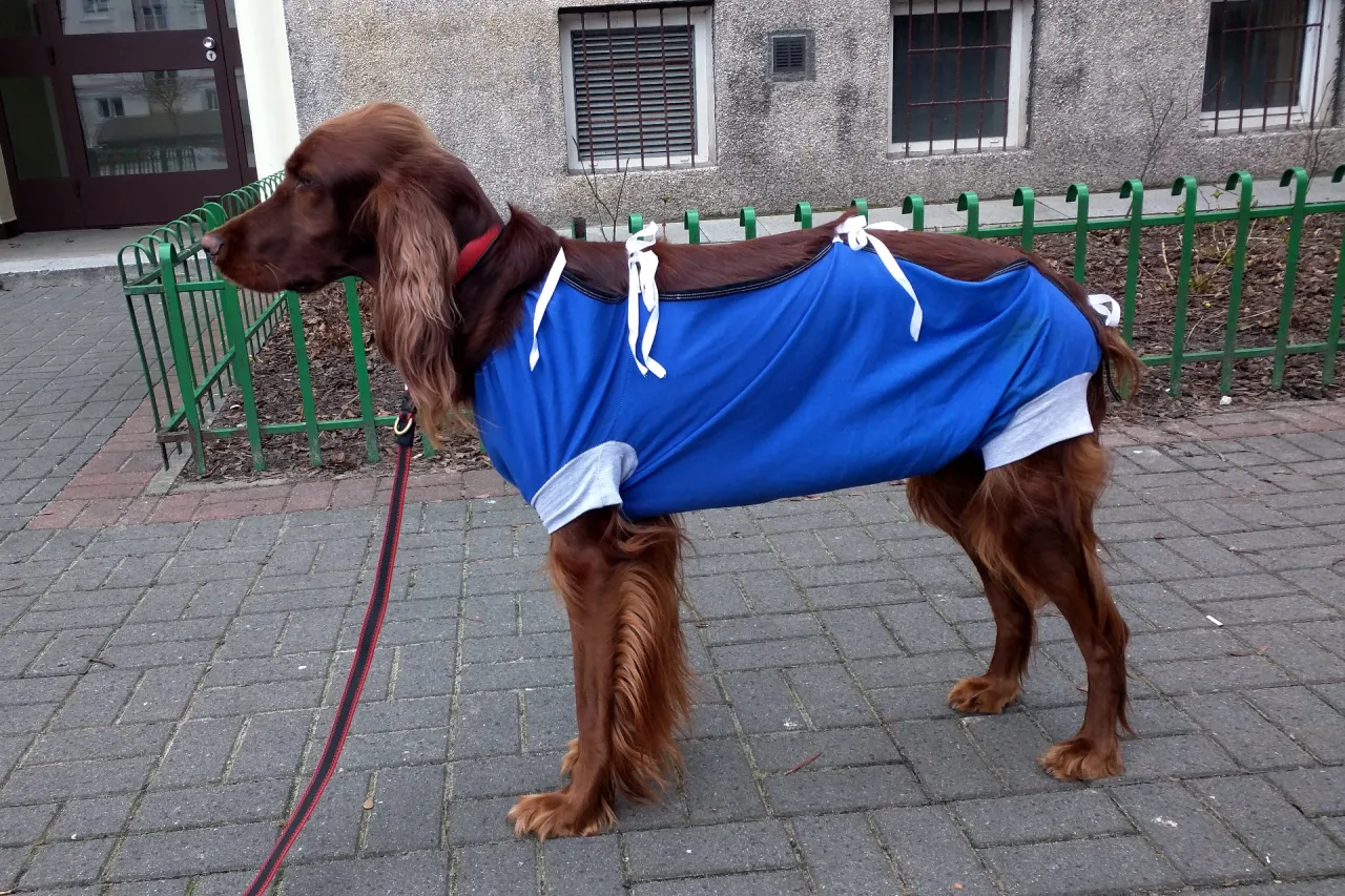 Szczęśliwa wysterylizowana suka biega na łące