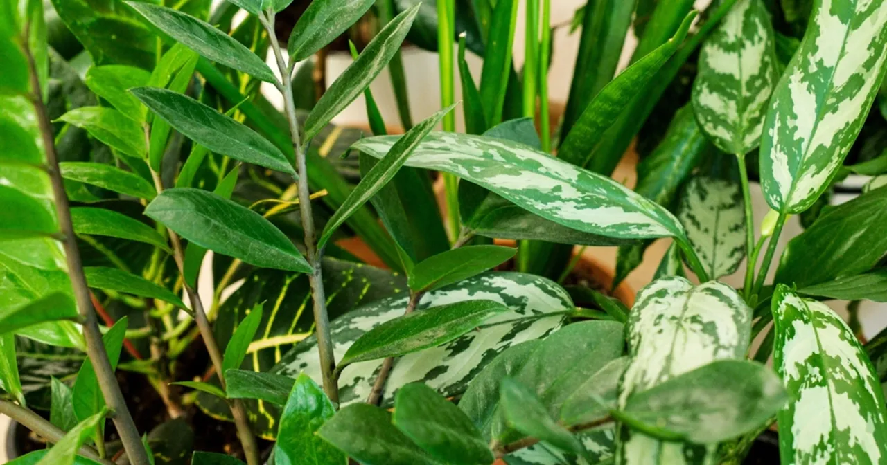 Rośliny do sypialni z ciemnym oknem