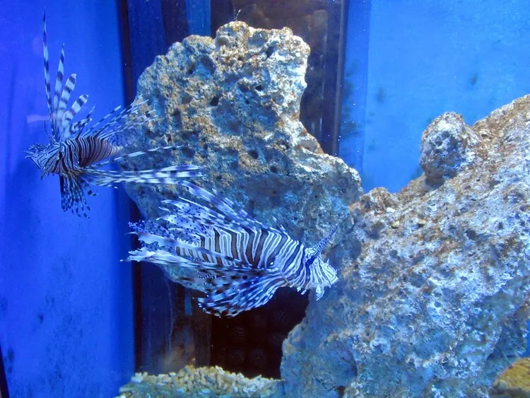 Oceanarium Niechorze wnętrze ryby rekiny płaszczki