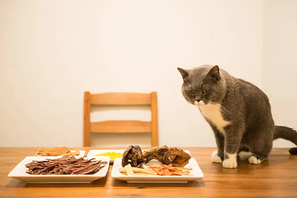 kot żebrzący o jedzenie przy stole obiadowym