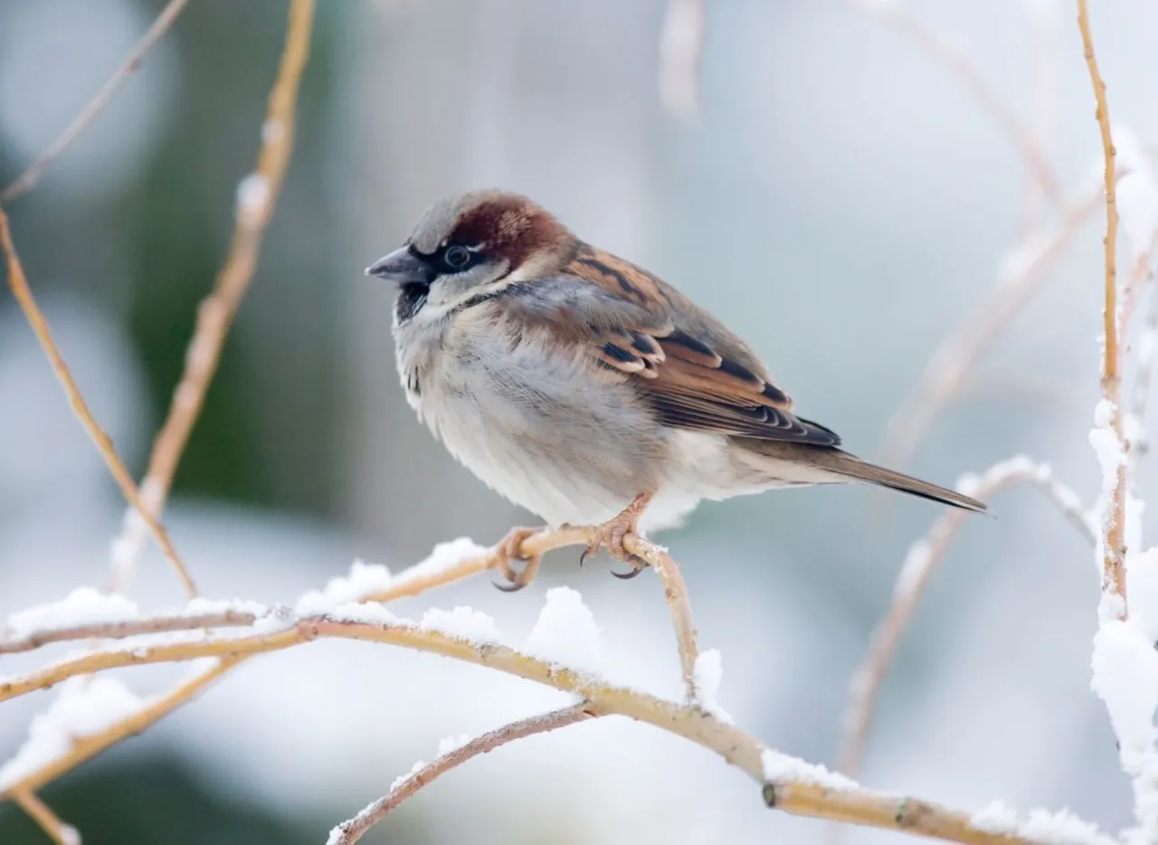 Wróbel domowy zimą