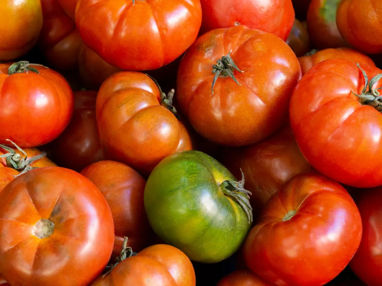 Stos dojrzałych pomidorów, w tym jeden zielony. Czy konie mogą jeść pomidory? Nie, to dla nich toksyczne.