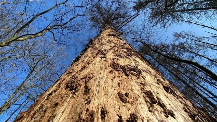 wiatrołomy w lesie lub drzewa zaatakowane przez kornika