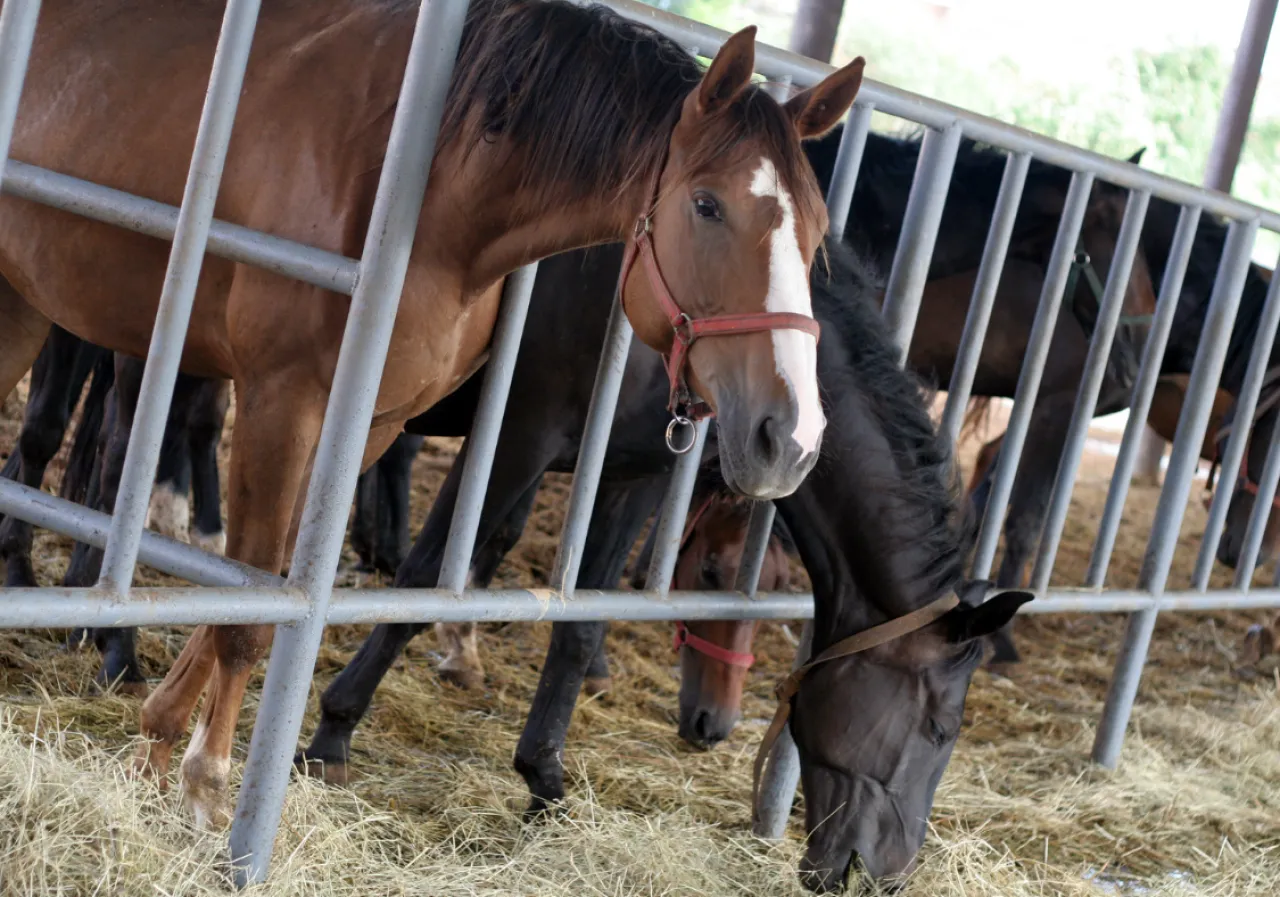hodowla koni w gospodarstwie rolnym