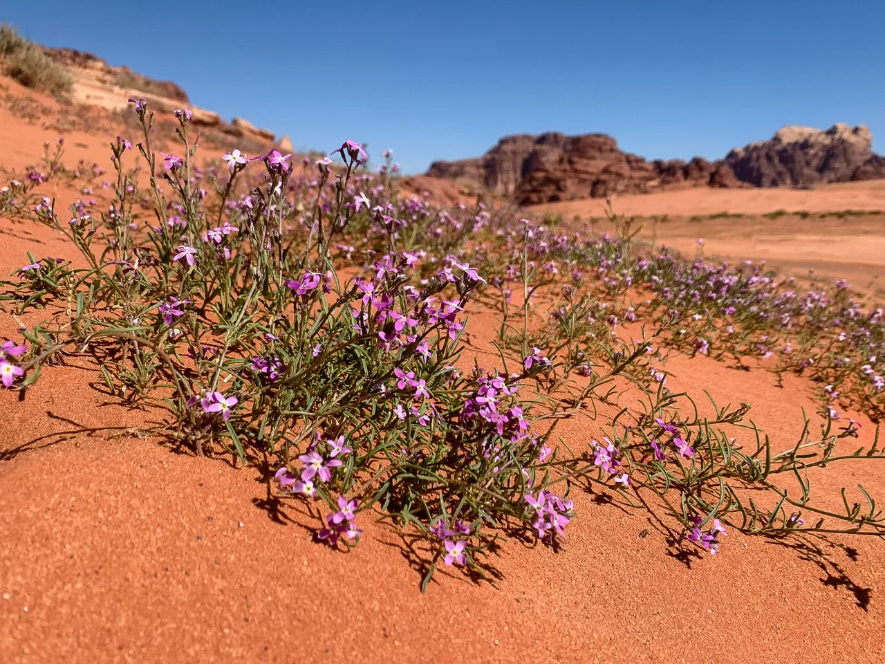 Jordania wiosną kwitnące krajobrazy