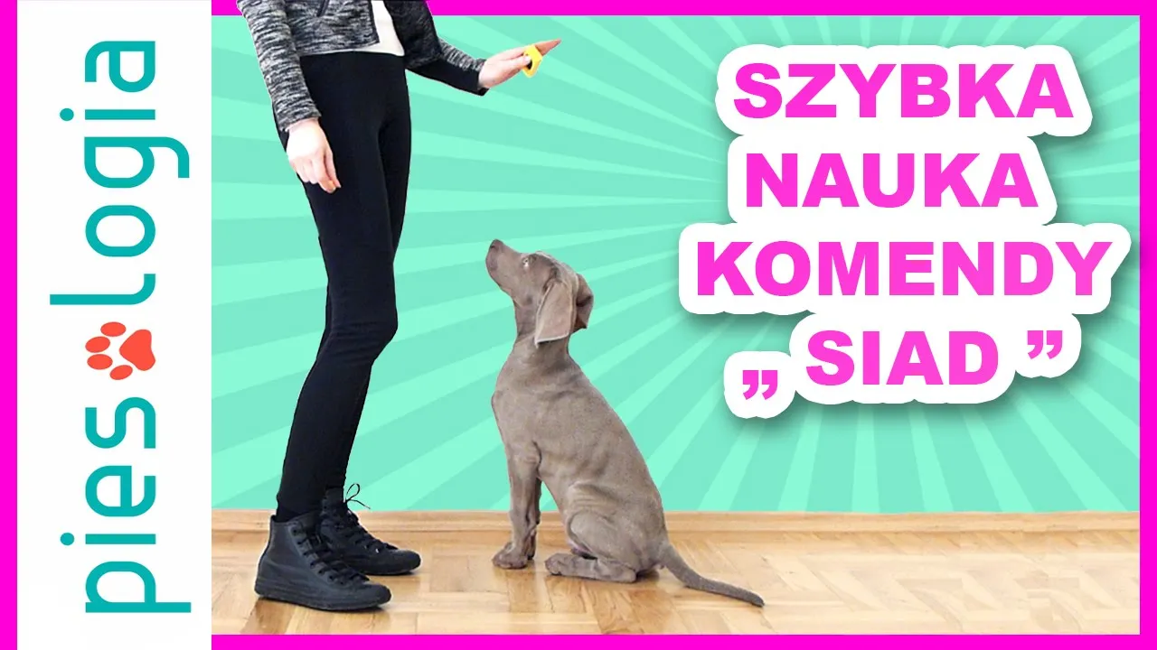 szczeniak uczy się komendy siad