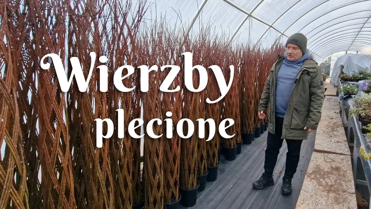 Zdjęcie Jak sadzić wierzbę: uniknij najczęstszych błędów i sukces gwarantowany