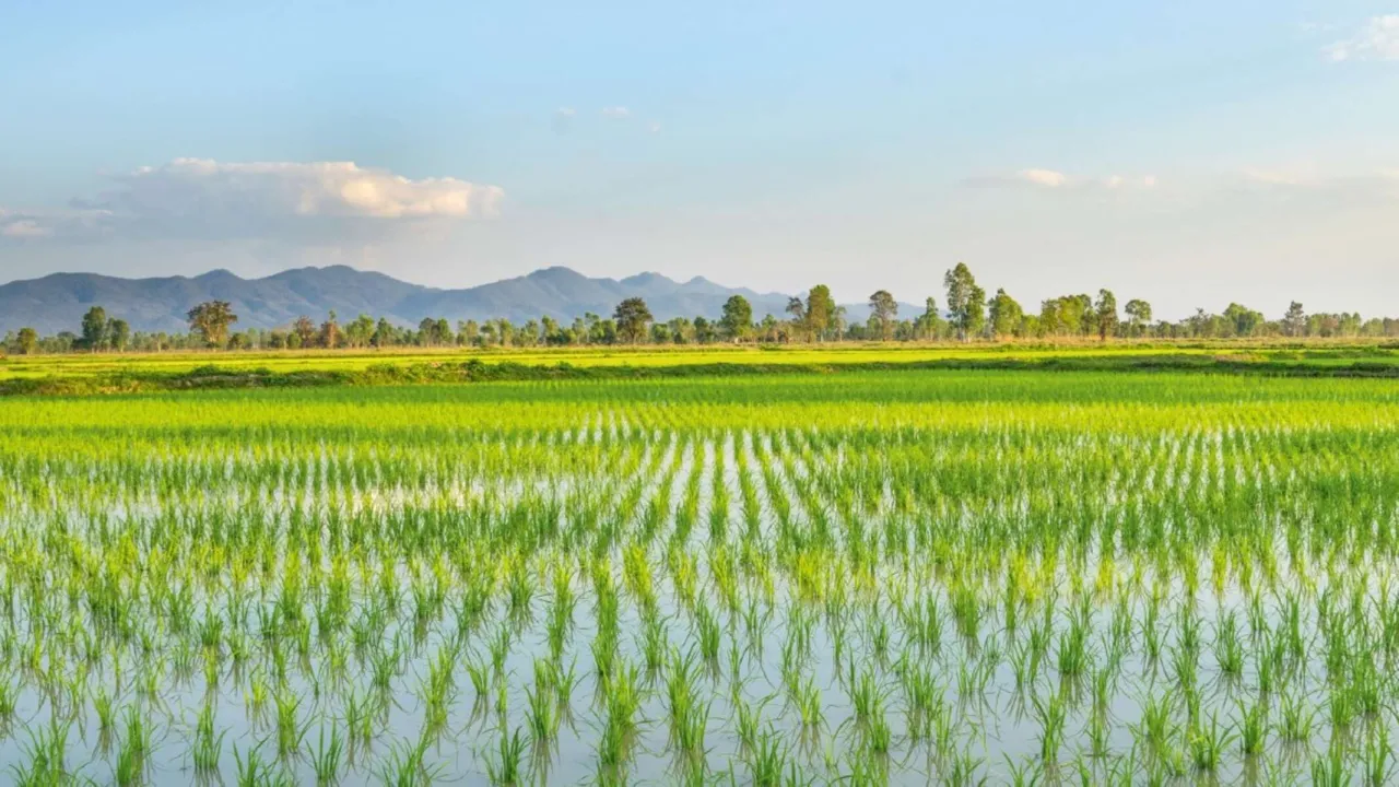 Pola ryżowe zalane wodą