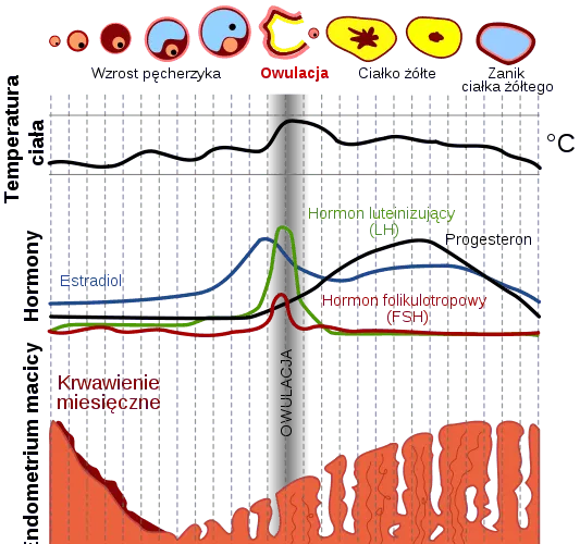 kalendarz cyklu miesiączkowego badanie progesteronu