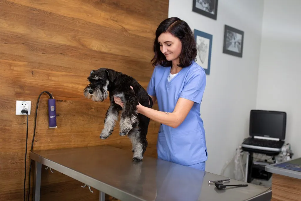 Weterynarz monitorujący psa podczas sedacji