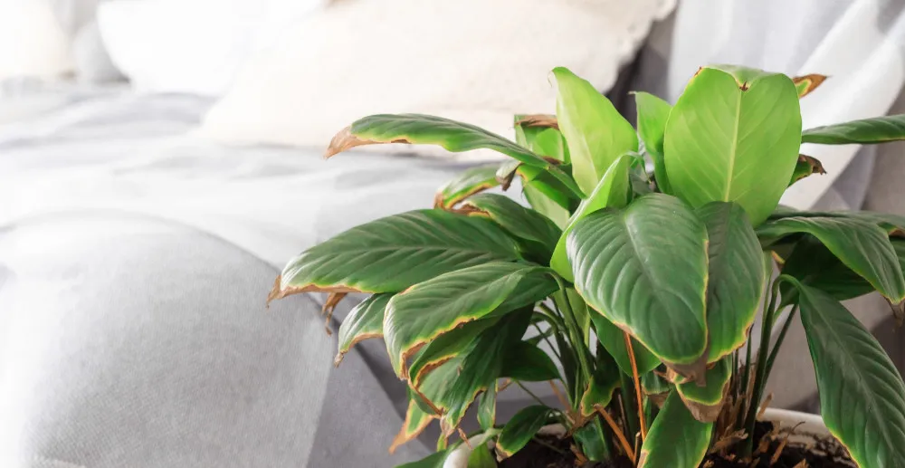 rośliny o intensywnym zapachu do sypialni