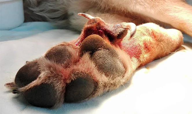 przerośnięty wrastający pazur u psa