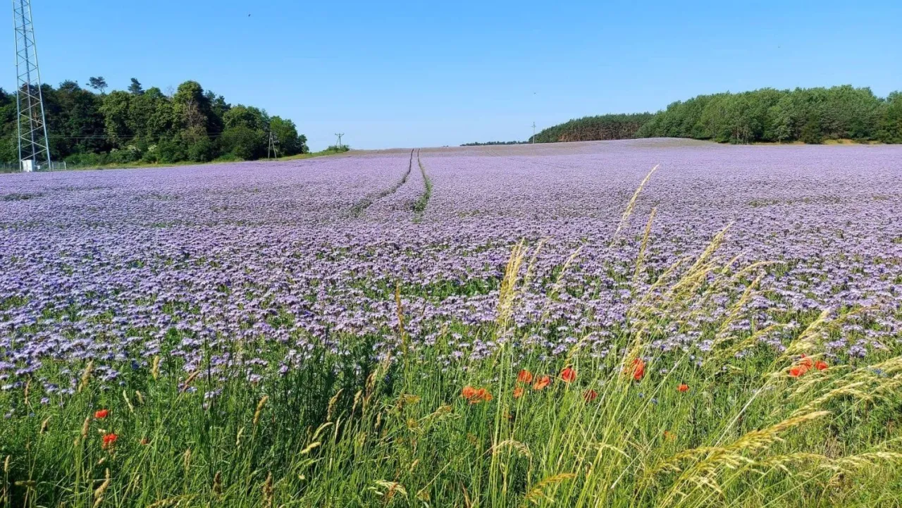 Czynniki wpływające na kwitnienie facelii