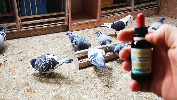 gołąb z rzęsistkowicą gardło ż&oacute;łte naloty