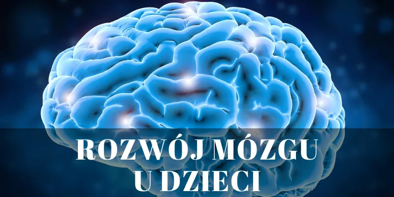 Rozwój mózgu niemowlaka 11 tydzień, synapsy, neurony