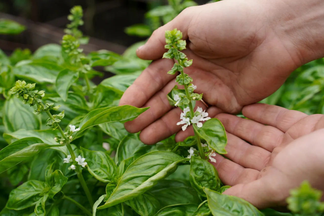 kwiaty bazylii w kuchni