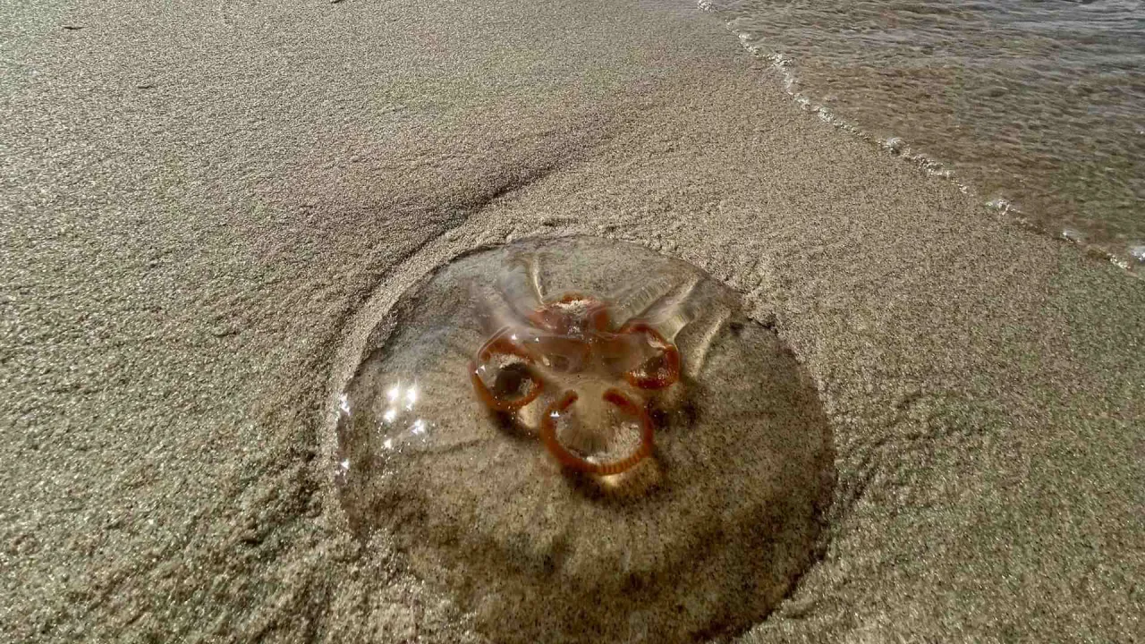 plaża bałtycka po sztormie meduzy