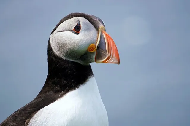 maskonury Mykines Wyspy Owcze