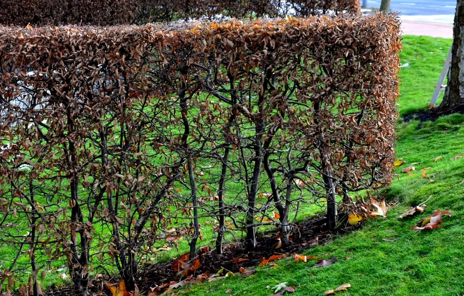 żywopłot z grabu przy płocie z siatki