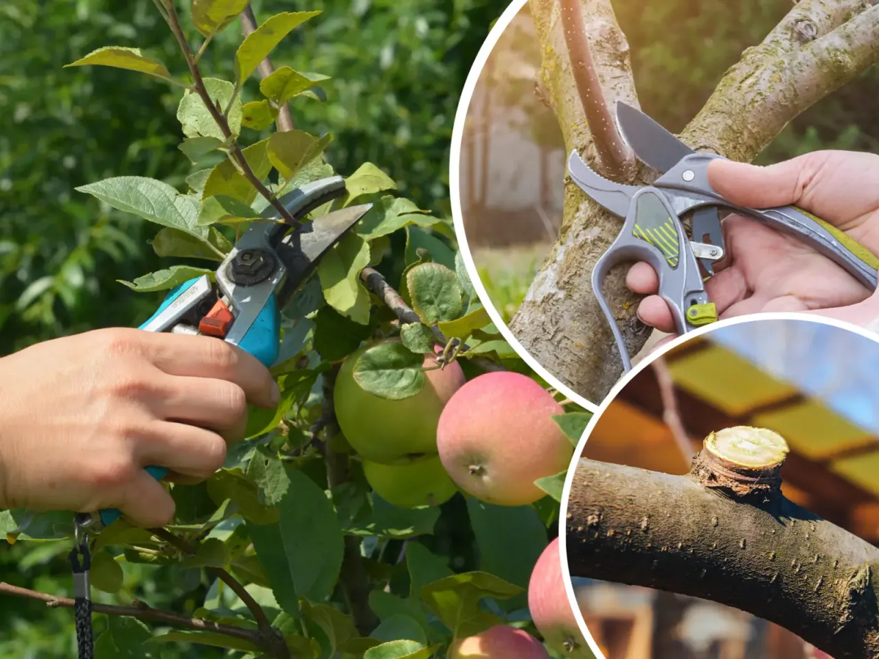 schemat usuwania wilków i odrostów jabłoń