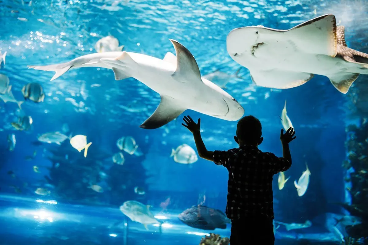 Oceanogr&agrave;fic Walencja z lotu ptaka