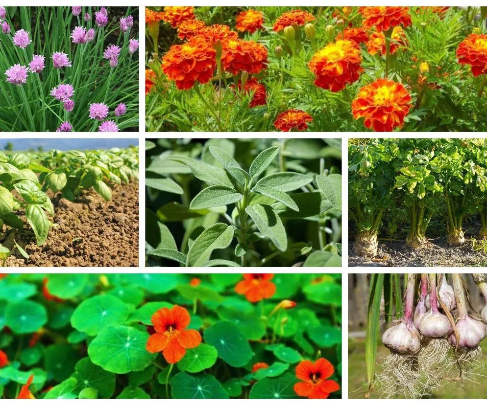 Rośliny których unikać obok pomidorów