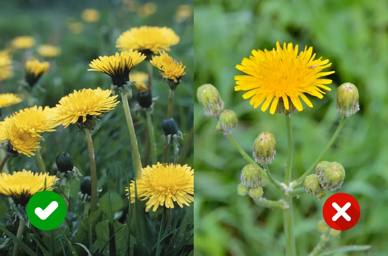ż&oacute;łte chwasty w ogrodzie identyfikacja por&oacute;wnanie, mniszek jaskier glistnik starzec