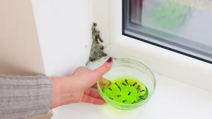 stęchlizna w szafce kuchennej, wilgoć pleśń