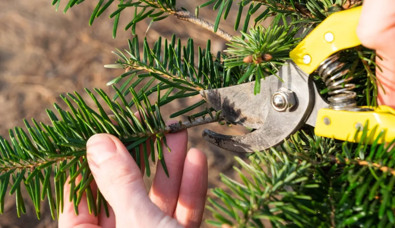 Dłoń trzyma gałązkę sosny, a sekator przygotowuje się do cięcia. Dowiedz się, jak przycinać sosnę, by rosła zdrowo.