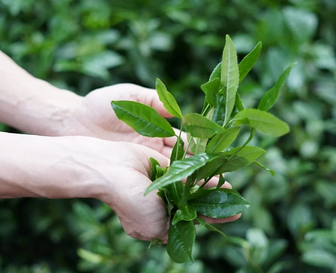 Matcha krzewy zacieniane