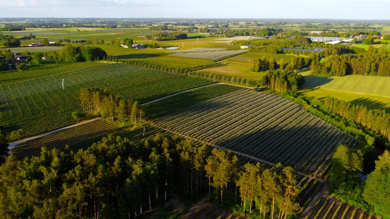 plantacja bor&oacute;wek zbiory lato