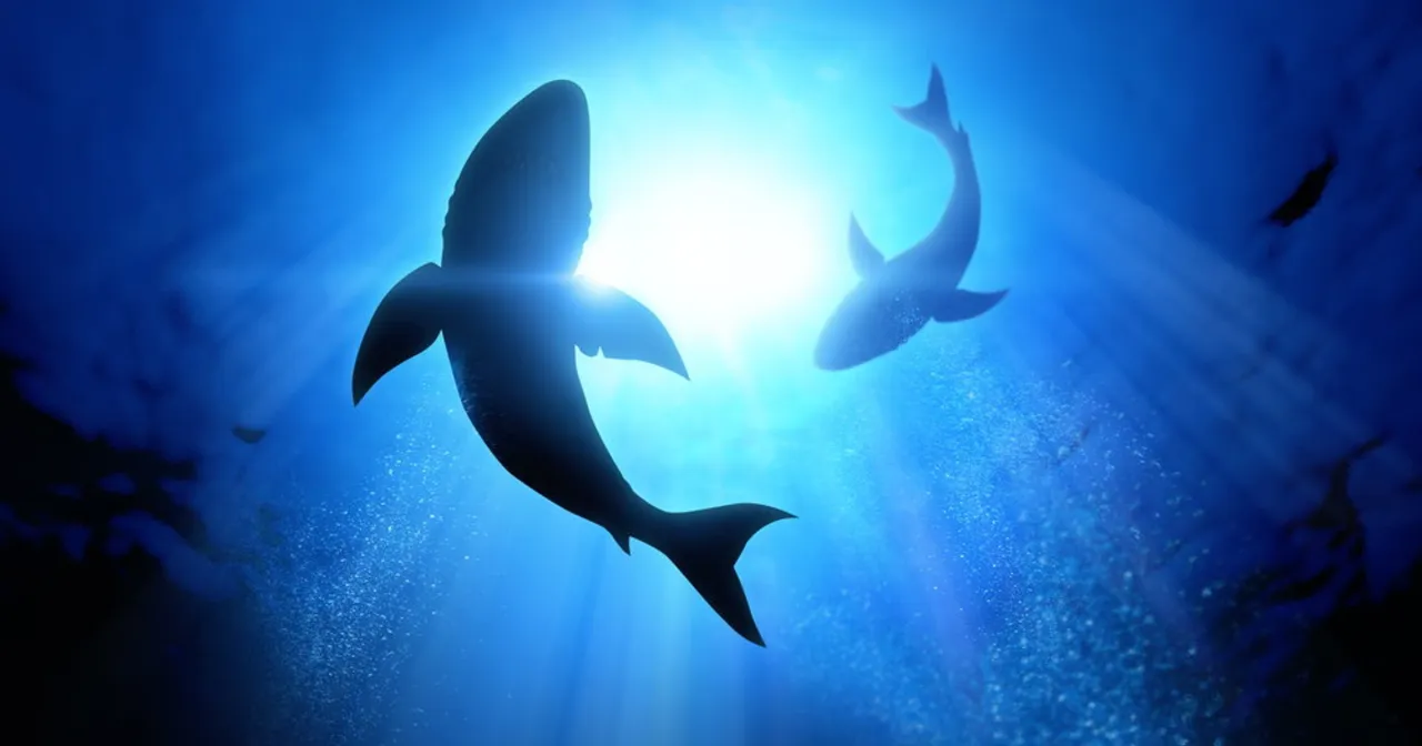 Akwaria wystawa morska Szczecin