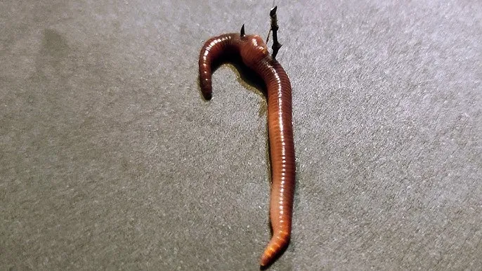 błędy w zakładaniu dżdżownicy na haczyk