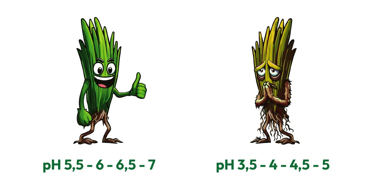 Szczęśliwa trawa cieszy się idealnym pH 5,5-7. Smutna trawa cierpi przy pH 3,5-5. Dowiedz się, jak obniżyć pH trawnika, by był zdrowy.