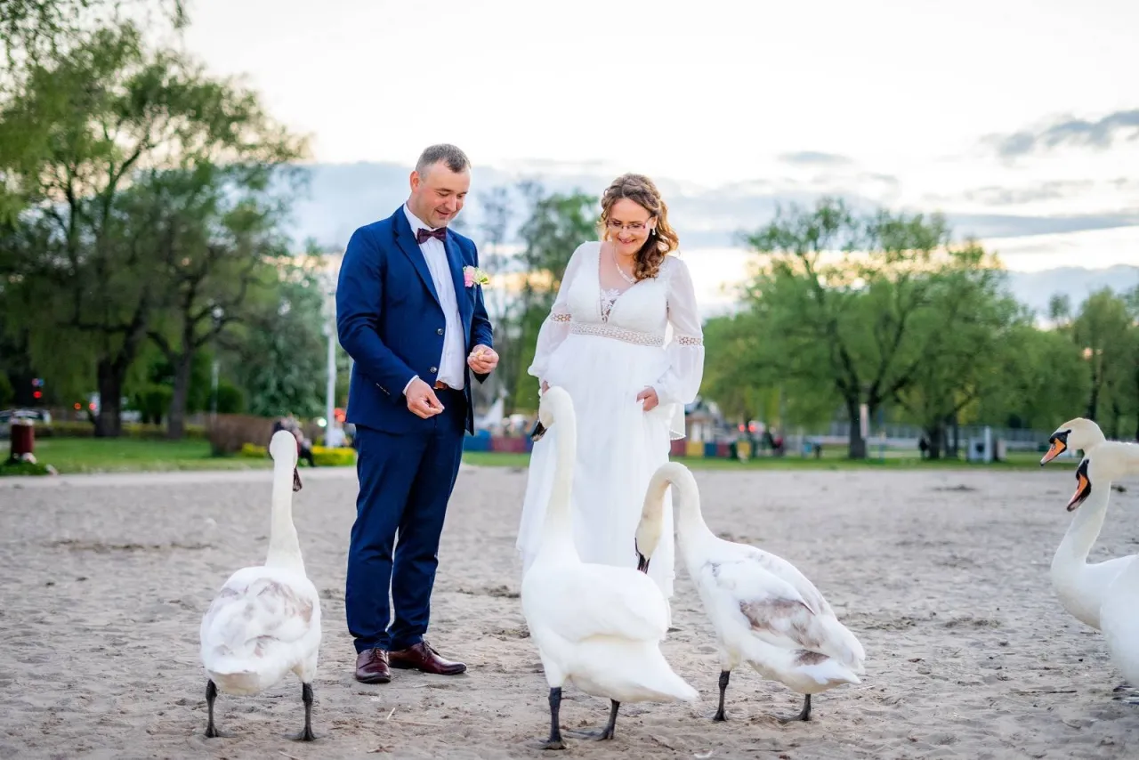 Para młoda karmi łabędzie na plaży. Zastanawiasz się, ile kosztuje fotograf na wesele? Taka sesja to piękna pamiątka.