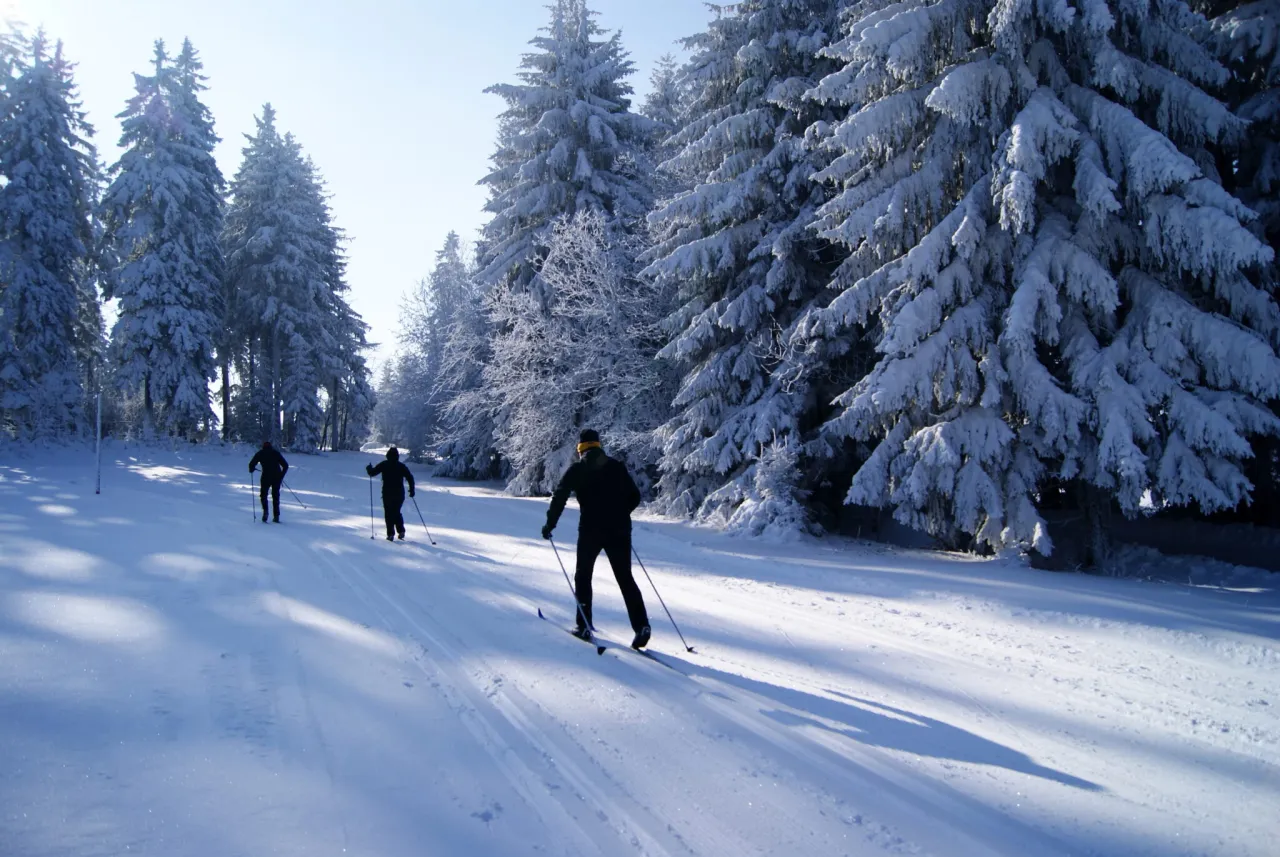 Narciarstwo biegowe Lasy Chojnowskie