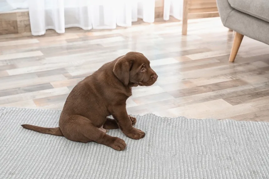 pies saneczkujący po podłodze