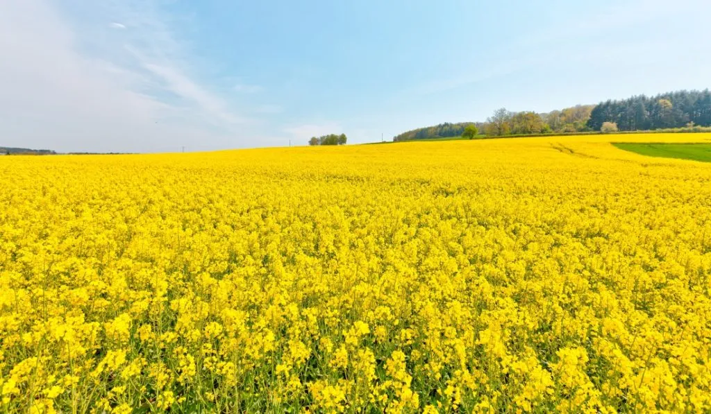 kalendarz siewu gorczycy na poplon