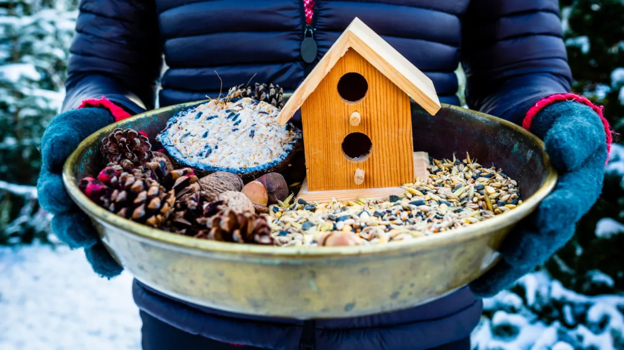 ptaki jedzące płatki owsiane w karmniku